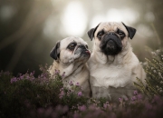 雷火电竞官网-魔咒战术冻结掘金攻势，范弗利特末节独揽狂澜奏凯歌