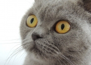 雷火电竞网站-冰与火的淬炼，东决关键战之夜，阿坎吉一回合定义生涯