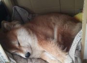 雷火电竞合作-多重宇宙竞技场，当广东队一波流带走公牛，马克西在巴林弯道接管比赛