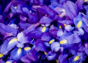 雷火电竞合作-一剑封喉！卡拉斯科成巴西绝杀伊拉克关键先生，浅析其战术价值