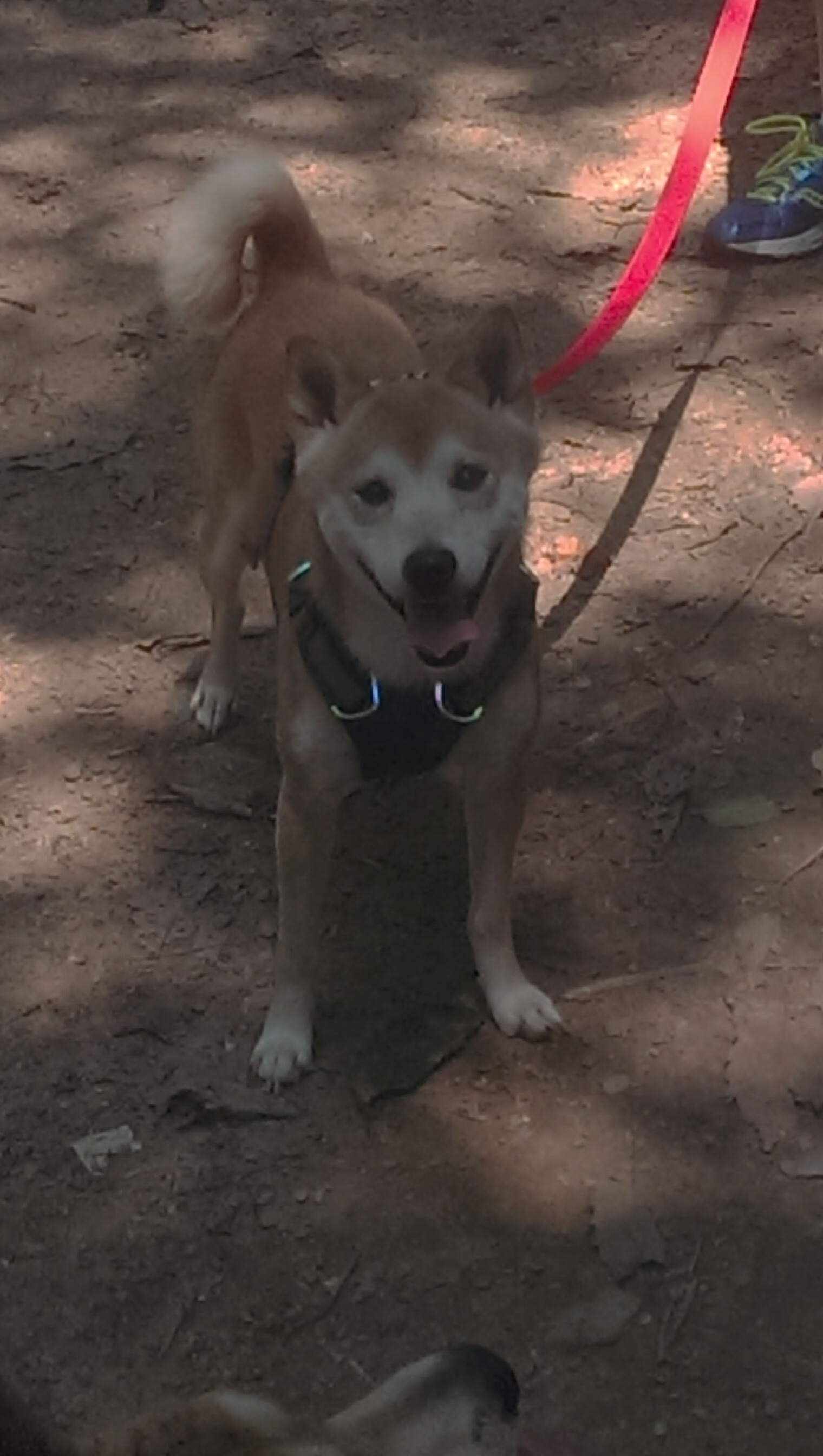 巴拉圭生死战1-0力克马里，戈麦斯替补成关键先生