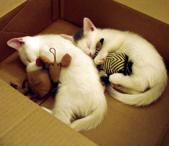 绿茵争冠，篮坛破局，英超焦点战的辽宁式打穿