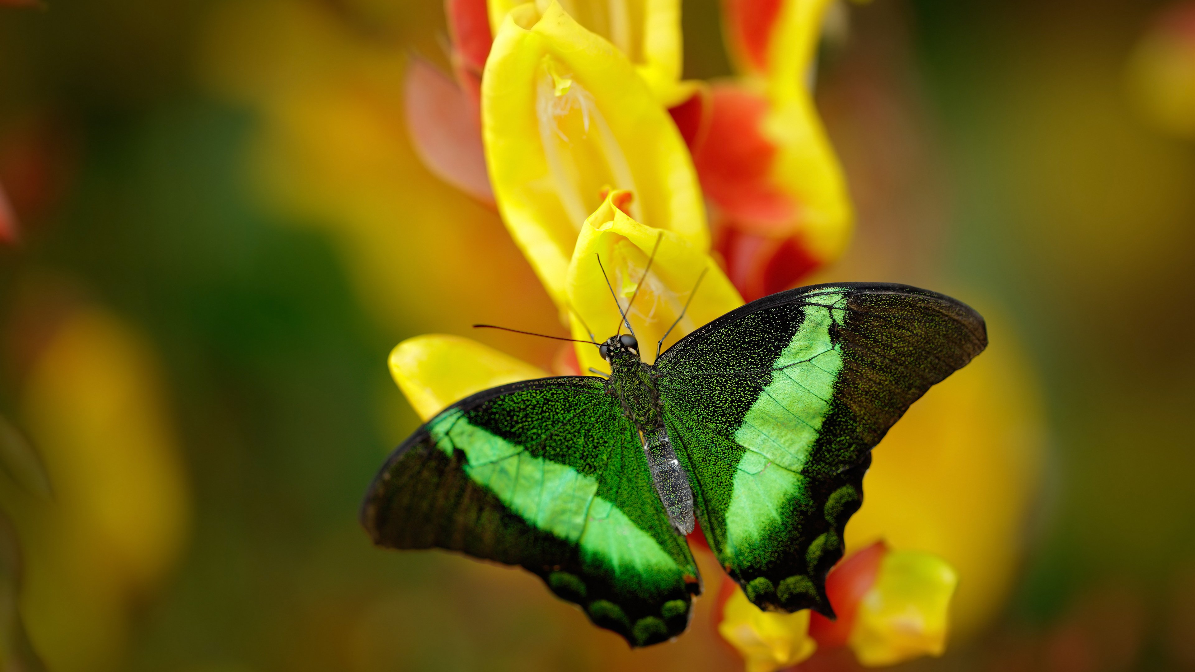 幻镜对决,库里爆发之夜与新疆峡谷的魔术终章
